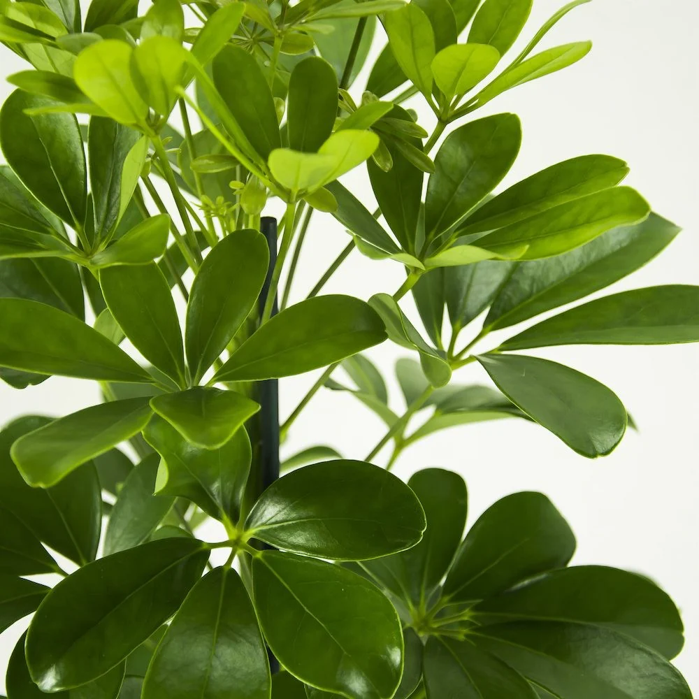 Schefflera Arboricola Nora – Arborele Umbrela