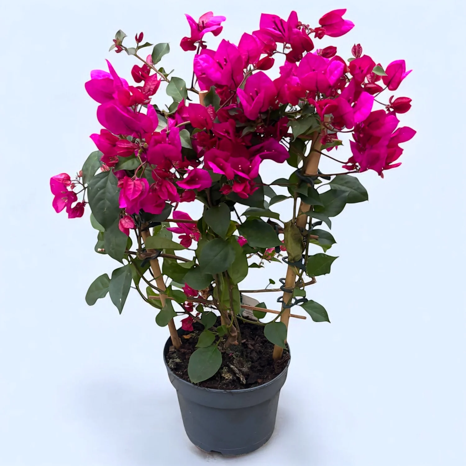 Bougainvillea ’ Vera Dark Pink’- Floarea de hartie roz