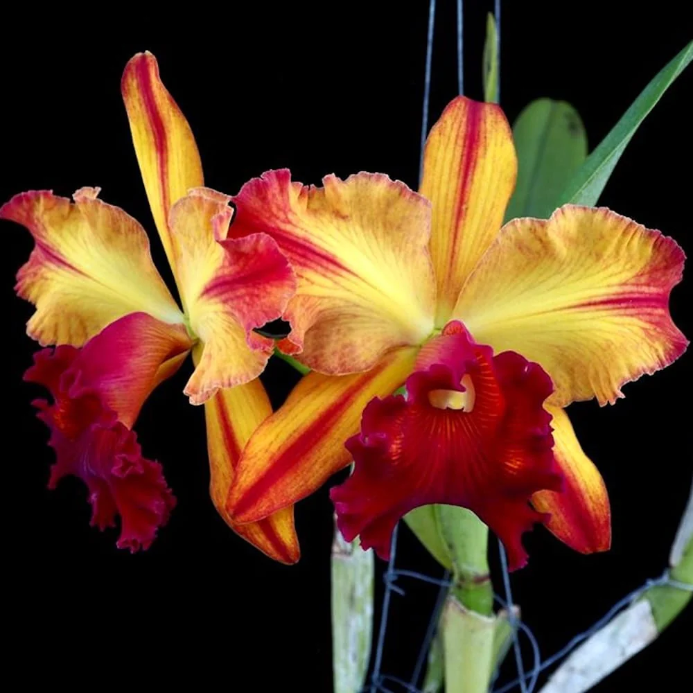 Rlc. Toshie Aoki 'Starburst’ AM/AOS – parfumata