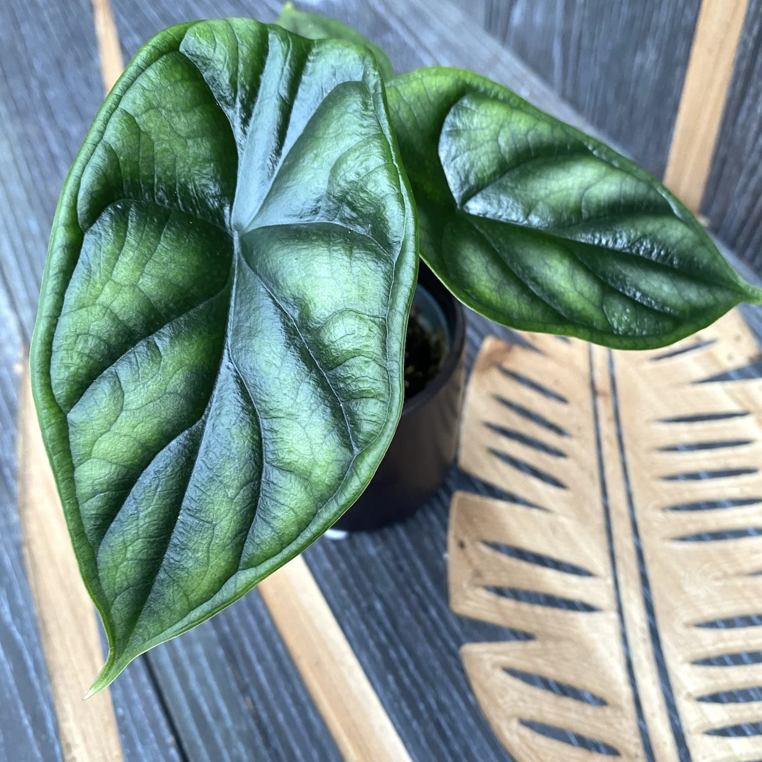 Alocasia baginda 'Dragon Scale’ *babyplant