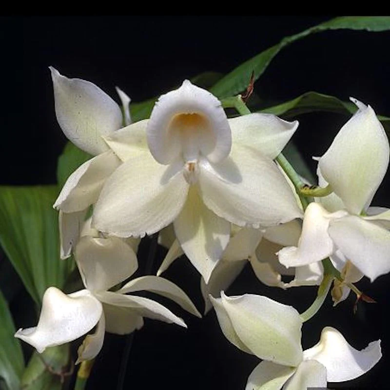 Ctnchs. Jumbo Chastity 'Jumbo Orchids’ (exemplarul din poza)