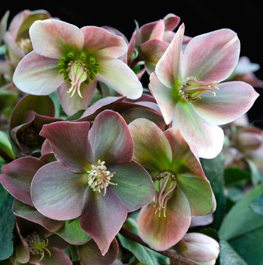 Helleborus 'Angel Glow’ (Spanz)