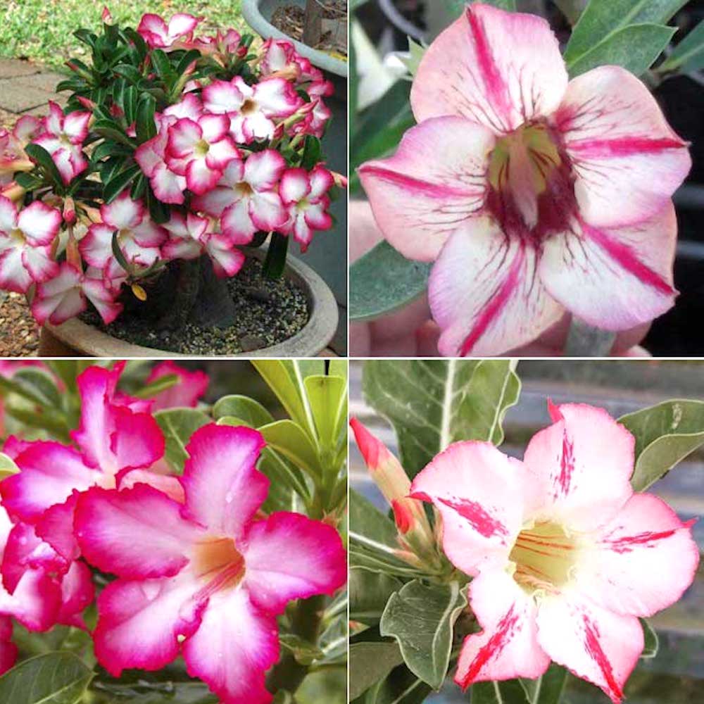 Adenium obesum mix D14