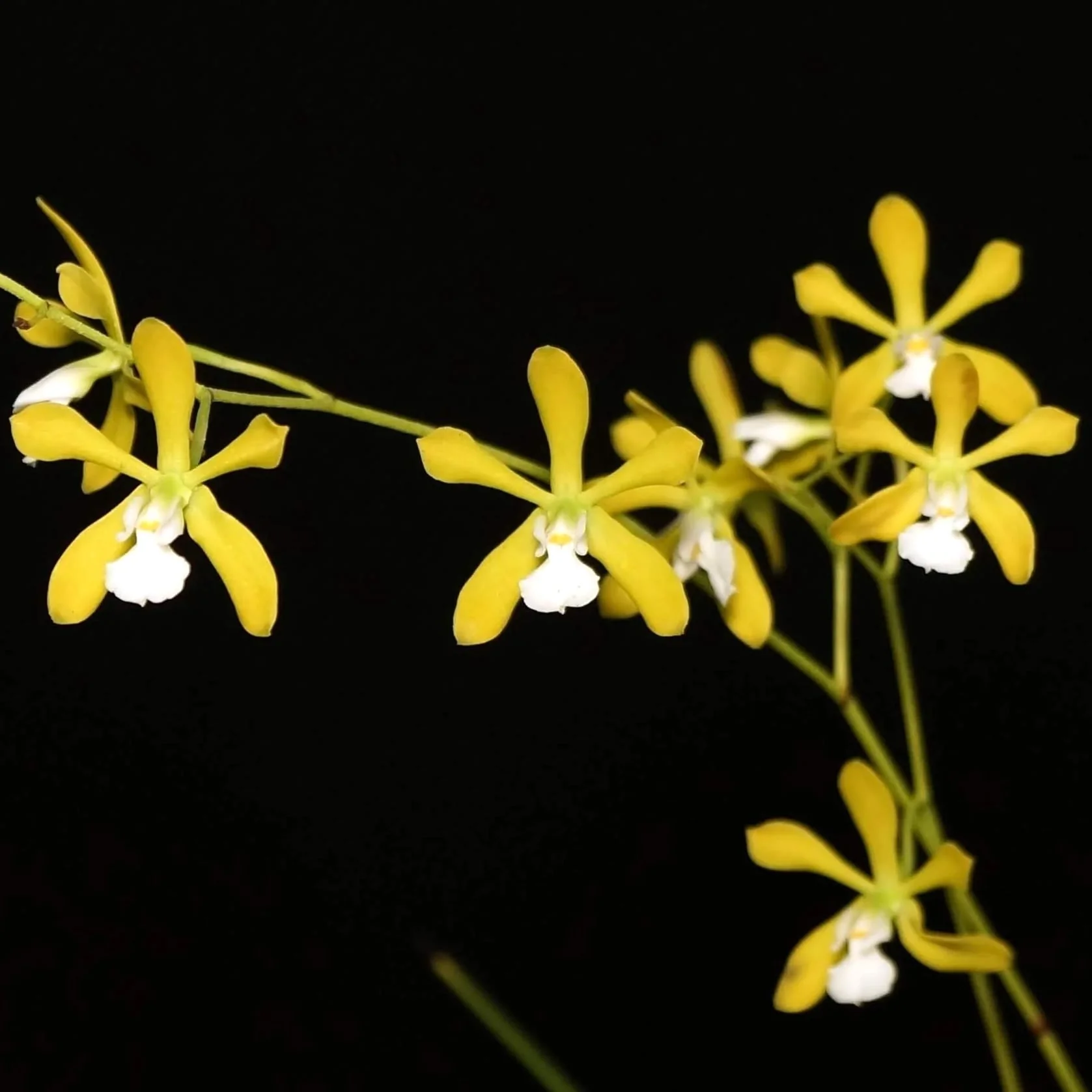 Encyclia tampensis var. alba *parfumata