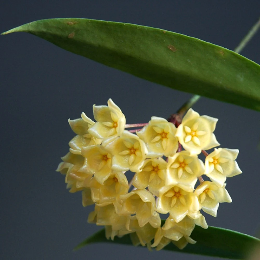 Hoya blashernaezii – flori parfumate