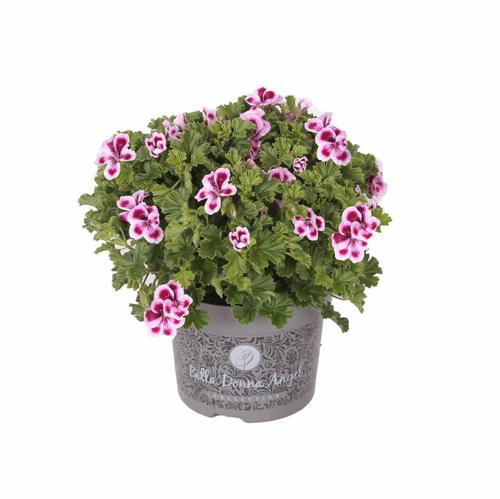 Muscate – Pelargoniums Angel Joy