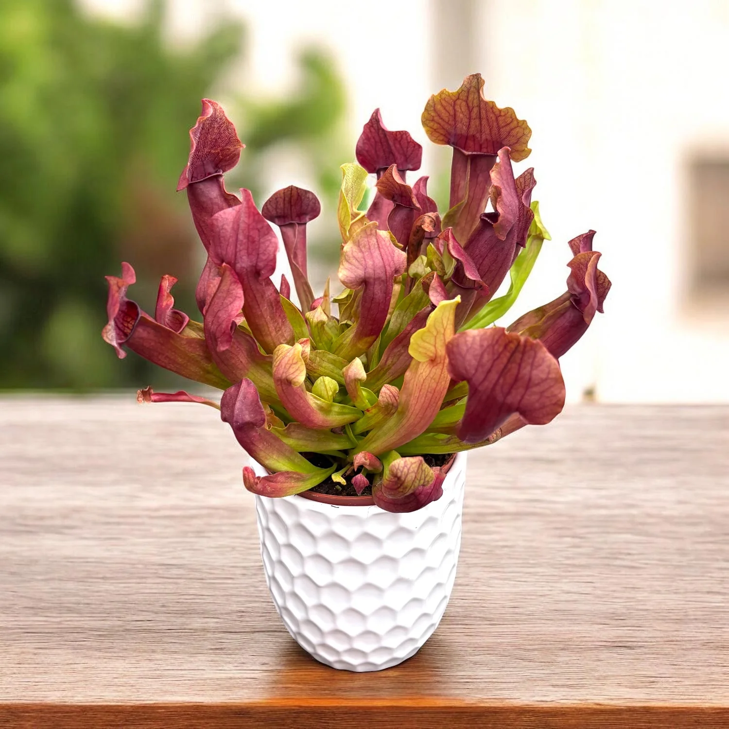 Sarracenia ‘Maroon’ – planta carnivora cu ulcioare bordo intens