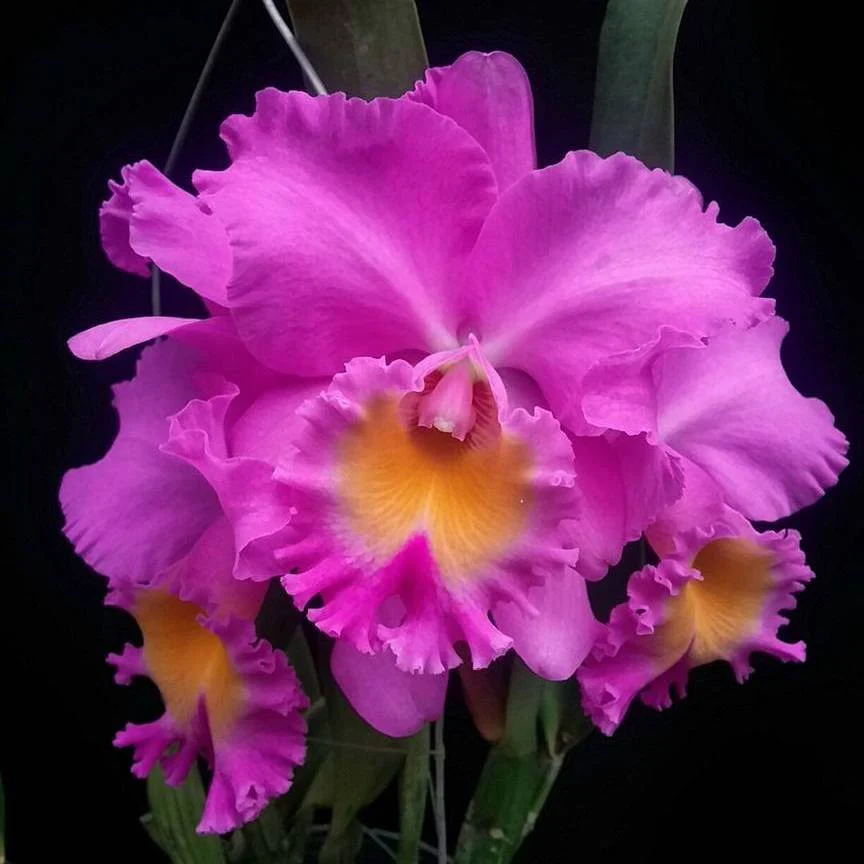 Orhidee RLC. Triumphal Coronation 'CT-Spring Beauty’ – flori uriase parfumate!!!