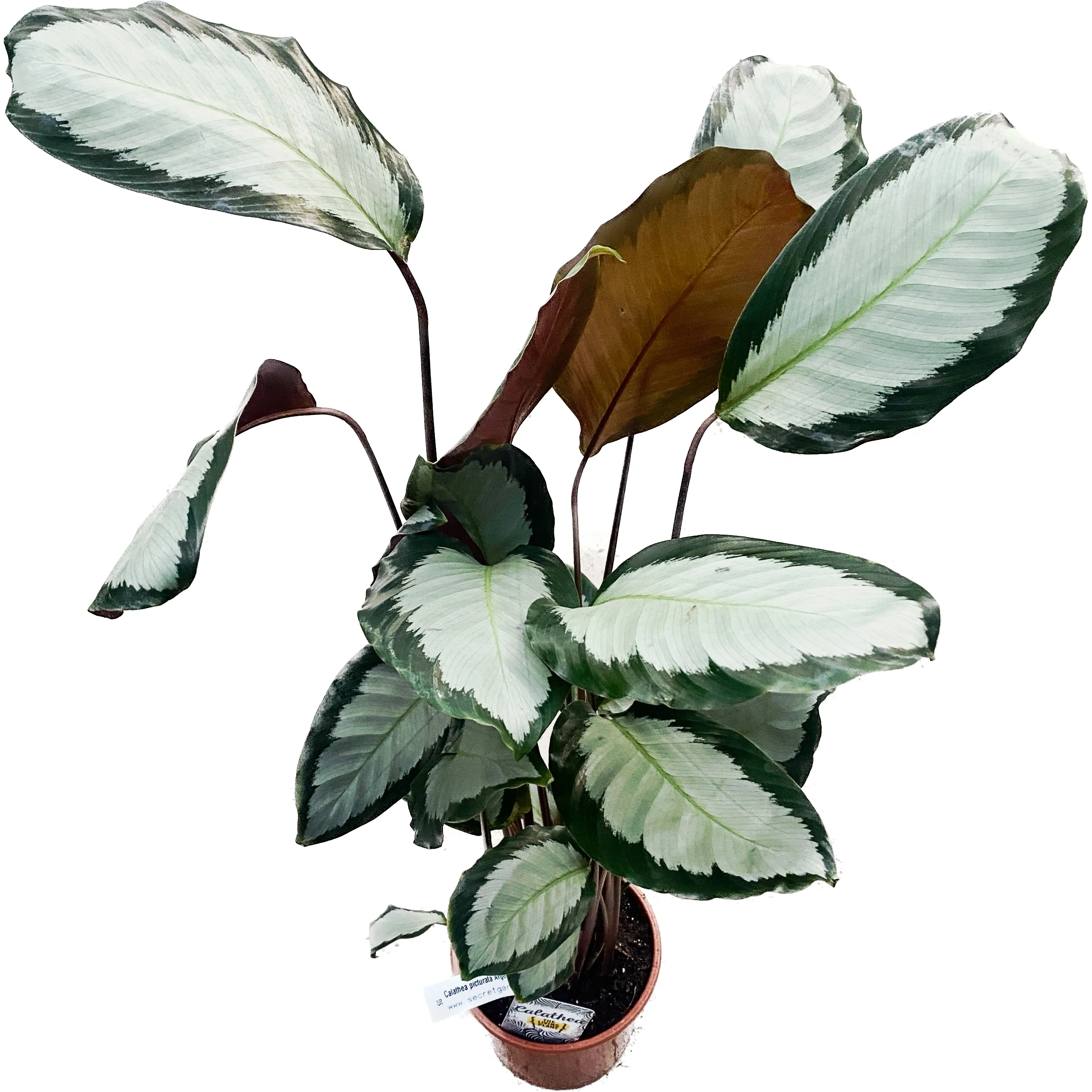 Calathea picturata Argentea H65cm