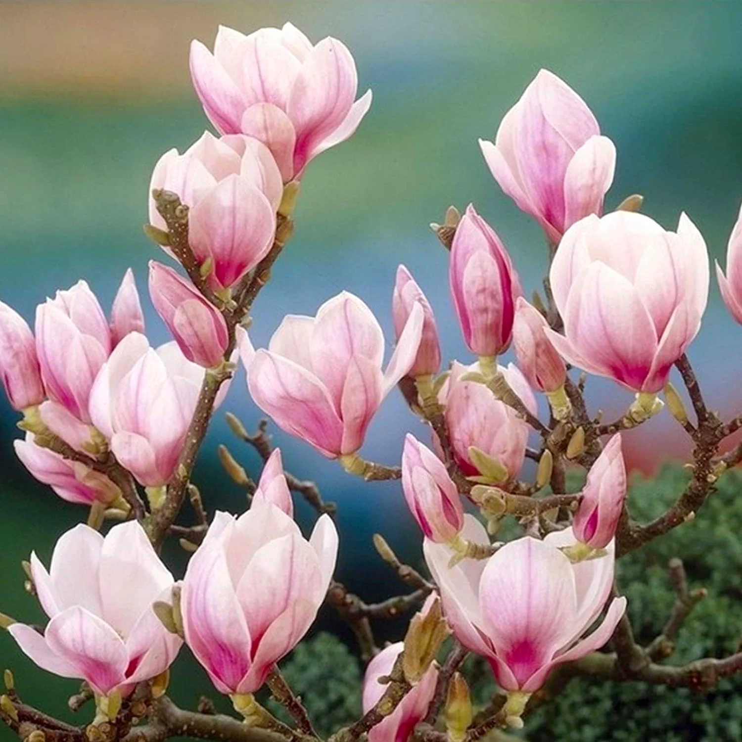 Magnolia soulangeana – exemplare tinere