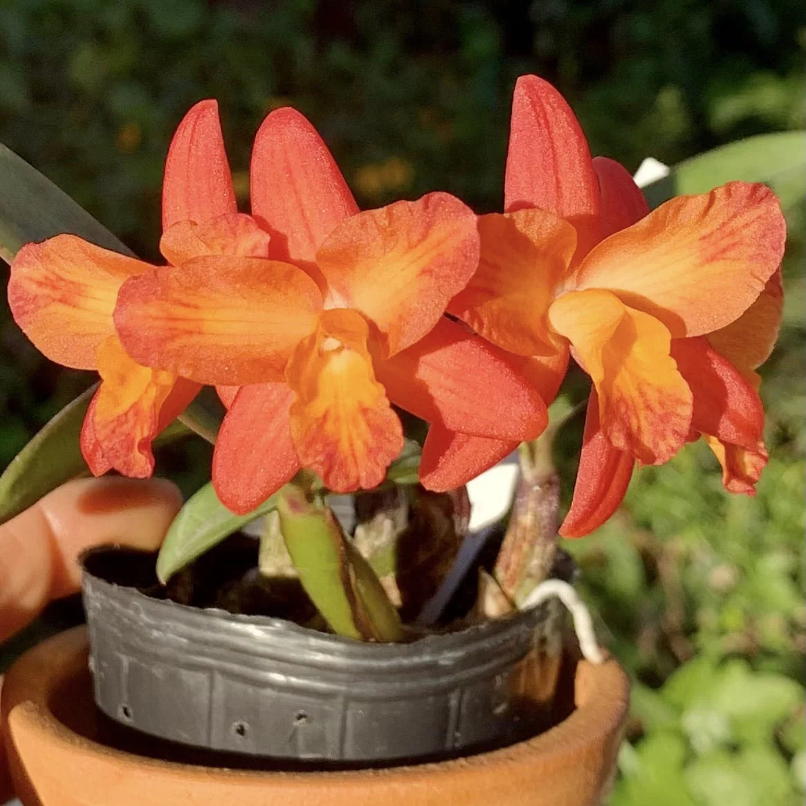 Cattleya Tangerine Fire 'Mini Sun’