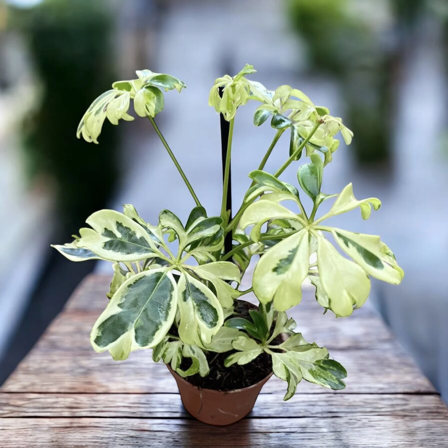 Schefflera arboricola 'Janine’ (babyplant)