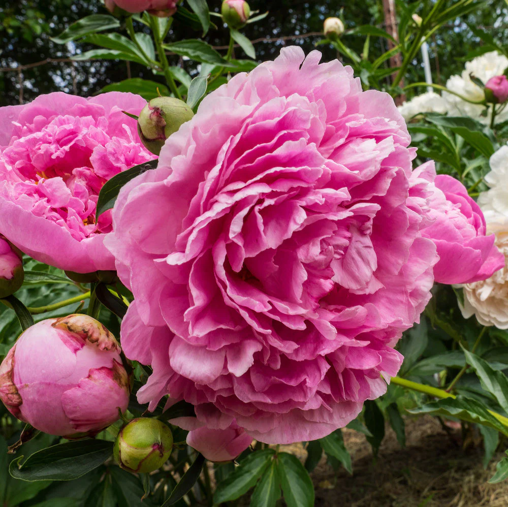 Bujori de gradina roz parfumati – Paeonia Lactiflora Dr. Alexander Fleming