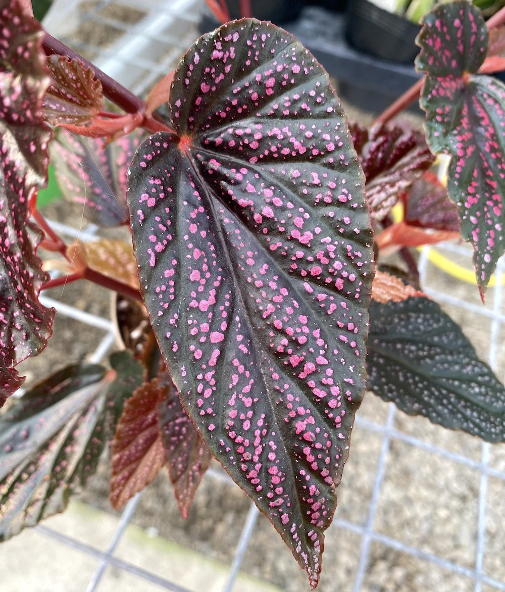 Begonia 'Polka Dot Pink’
