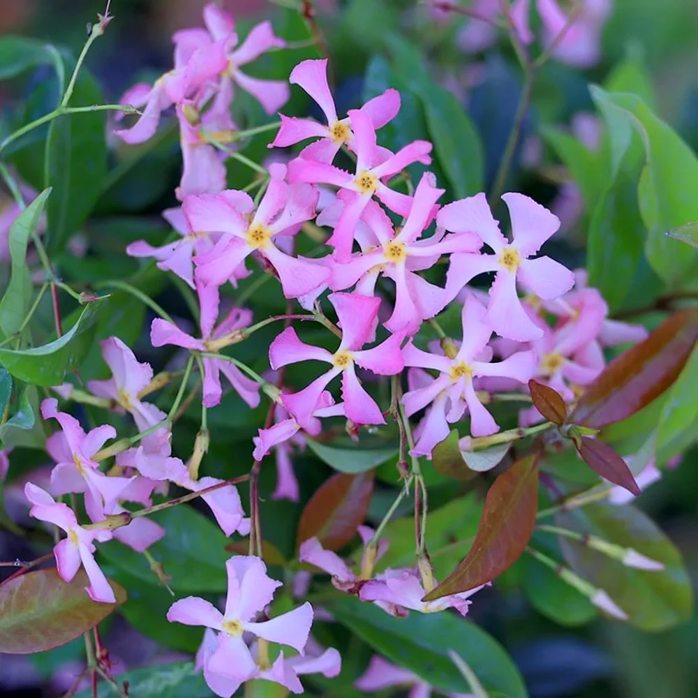 Trachelospermum jasminoides 'Star of Ibiza’ – flori parfumate