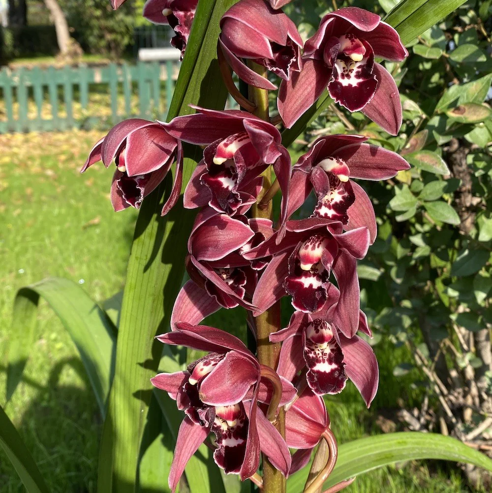 Orhidee Cymbidium Latoya – flori grena