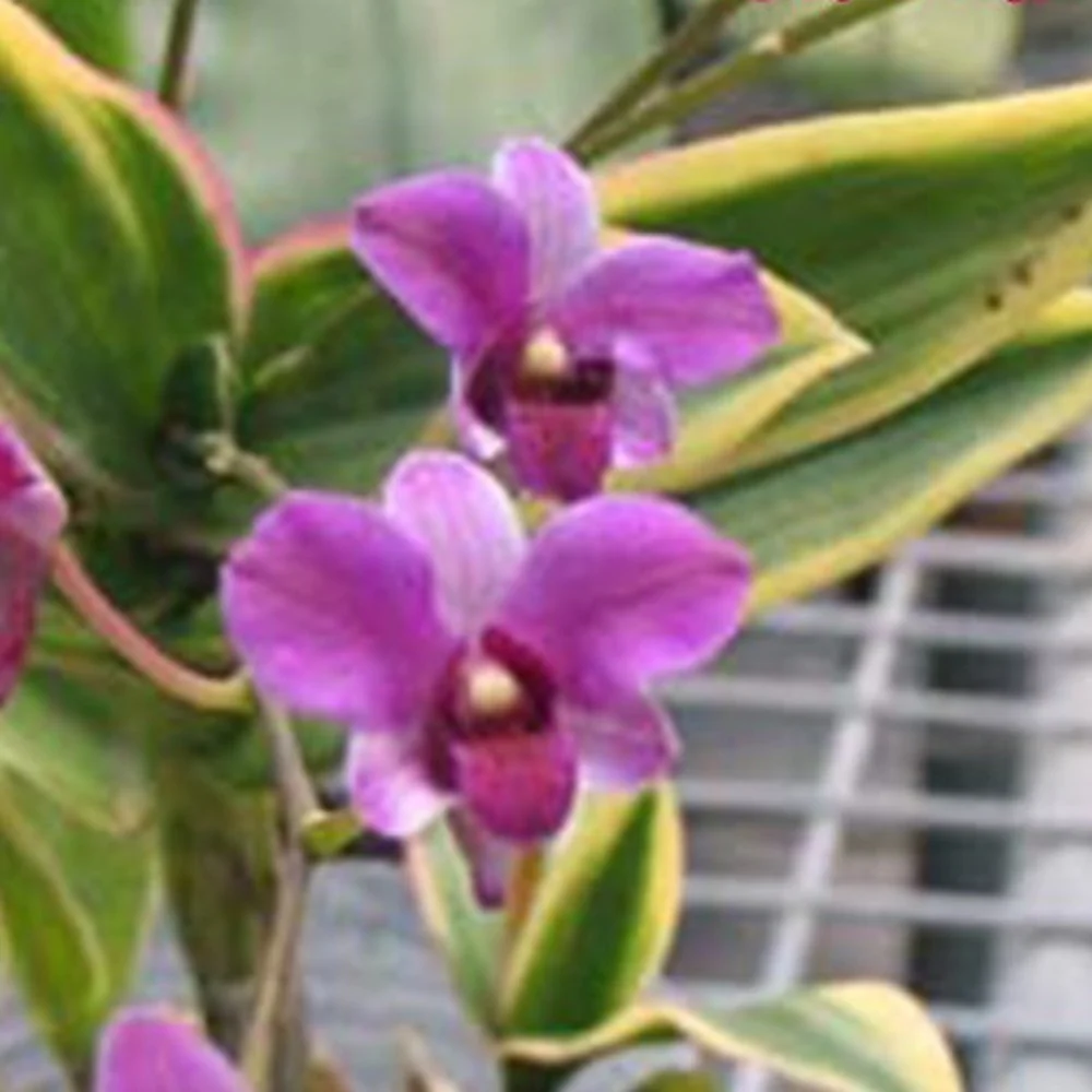 Orhidee Dendrobium 'Magic Beans’ (miniatura, variegat)