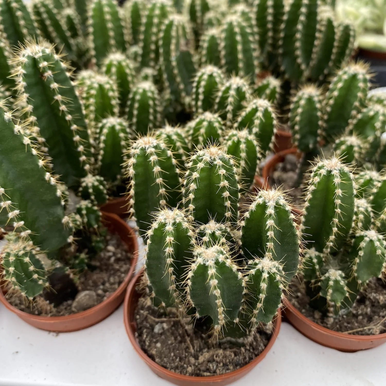 Cereus Peruvianus Florida