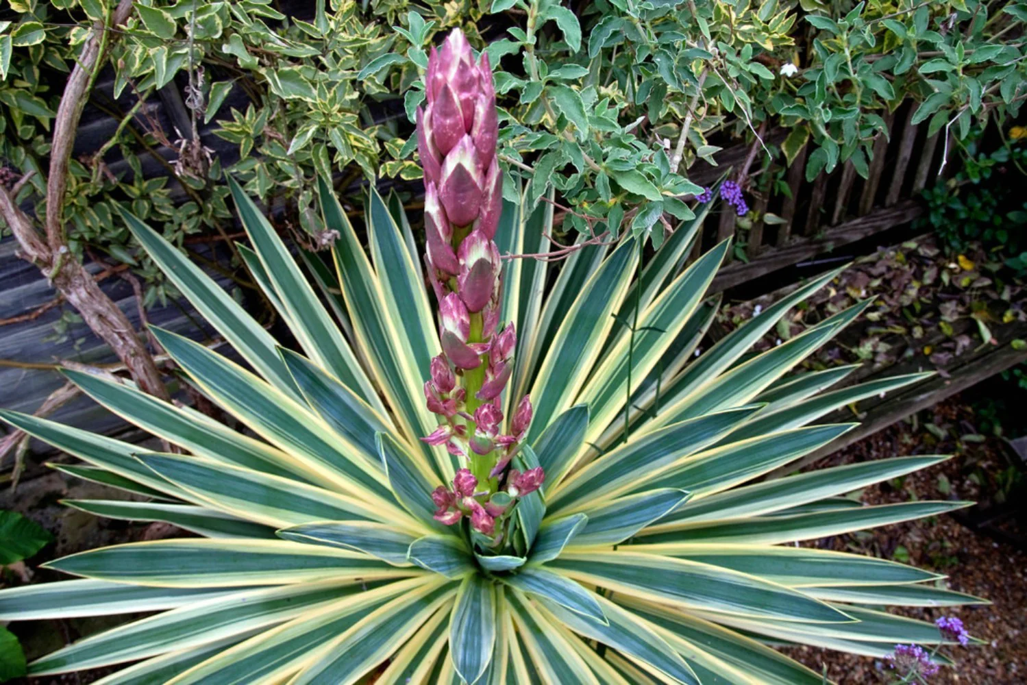 Yucca de gradina – yucca gloriosa variegata
