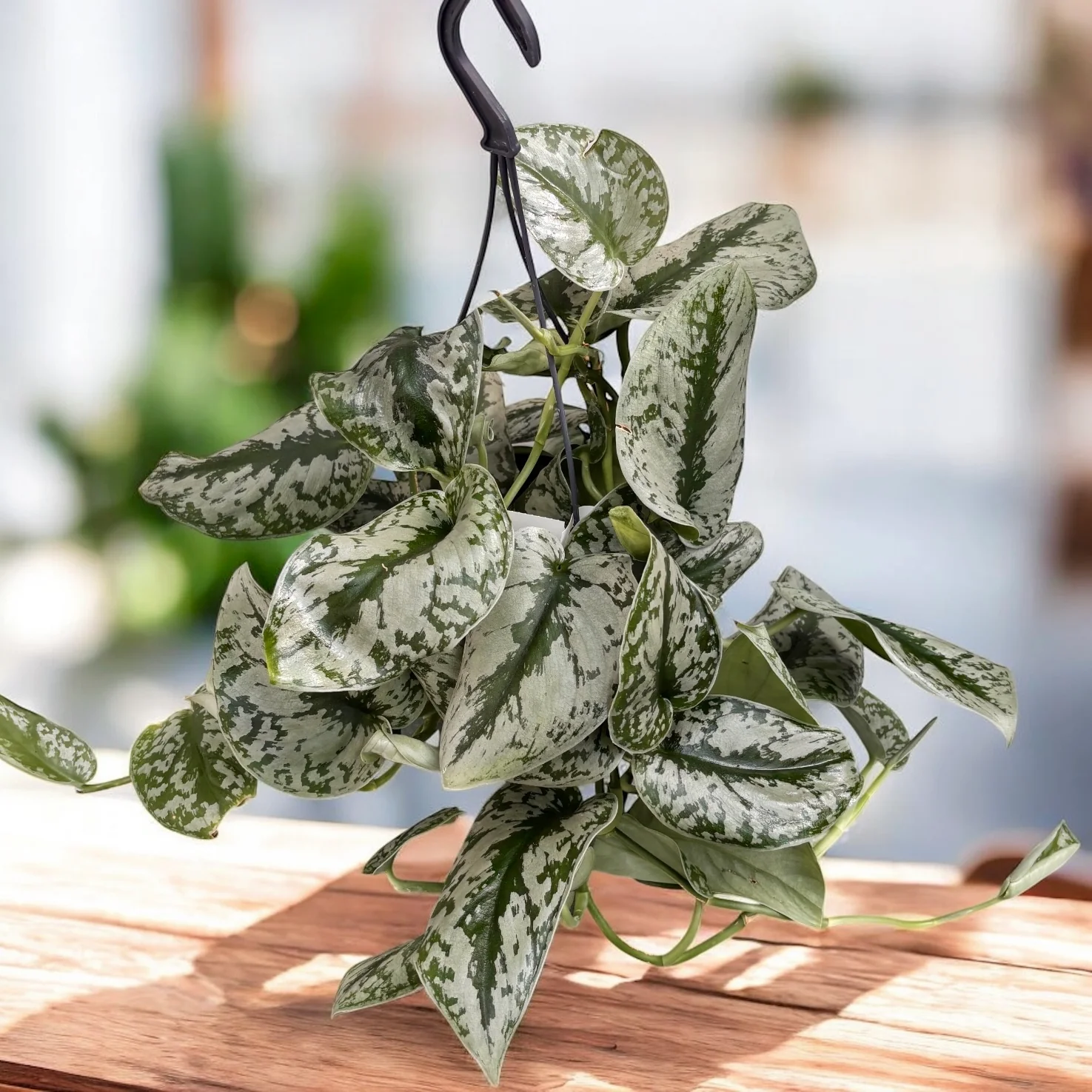 Scindapsus pictus 'Exotica’ (Scindapsus Trebie)