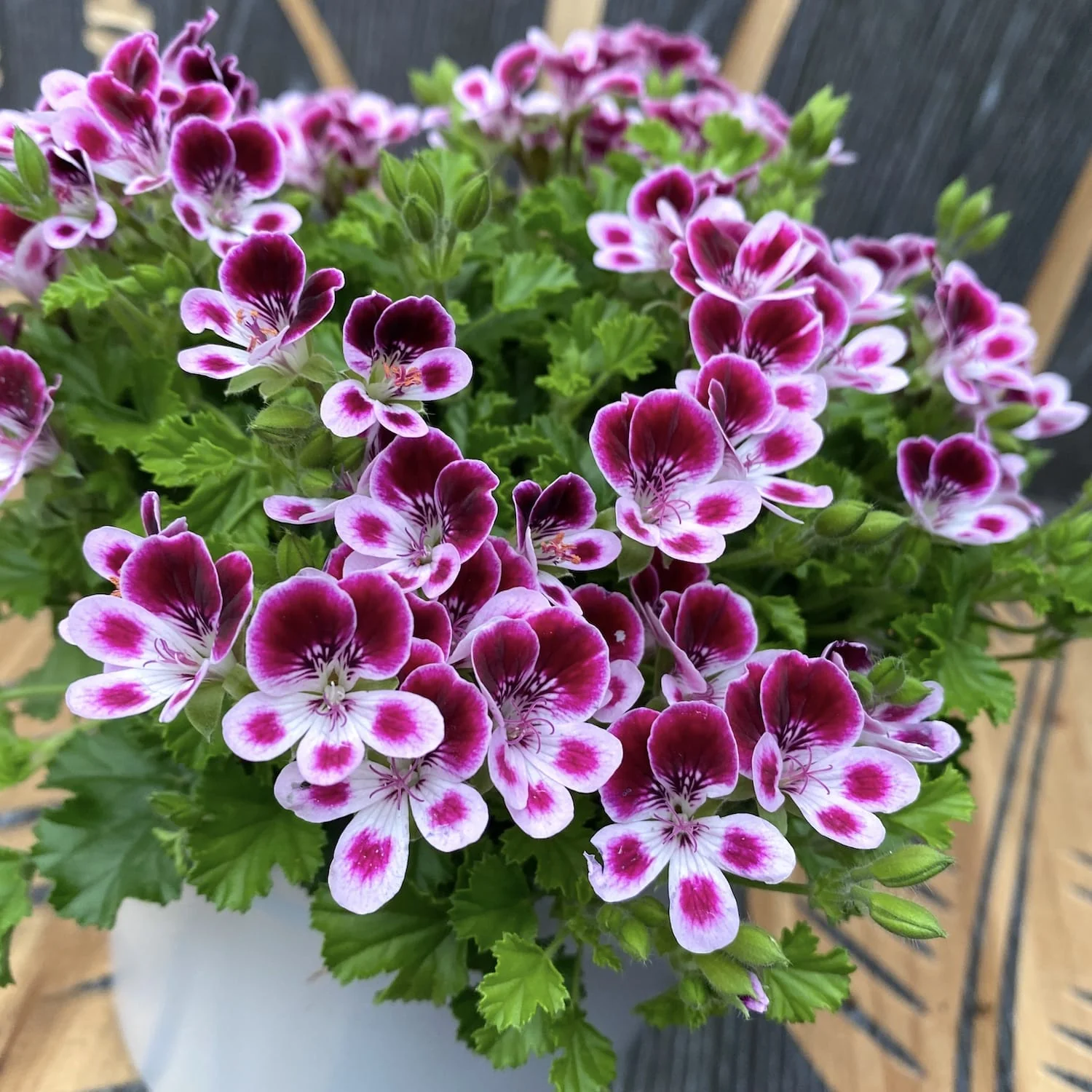 Muscate antitantari parfumate – Pelargoniums Angel Nova D12
