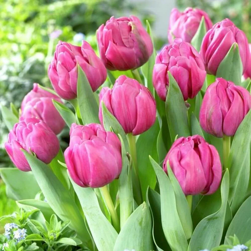 Lalele duble lila – Tulipa 'Double You’