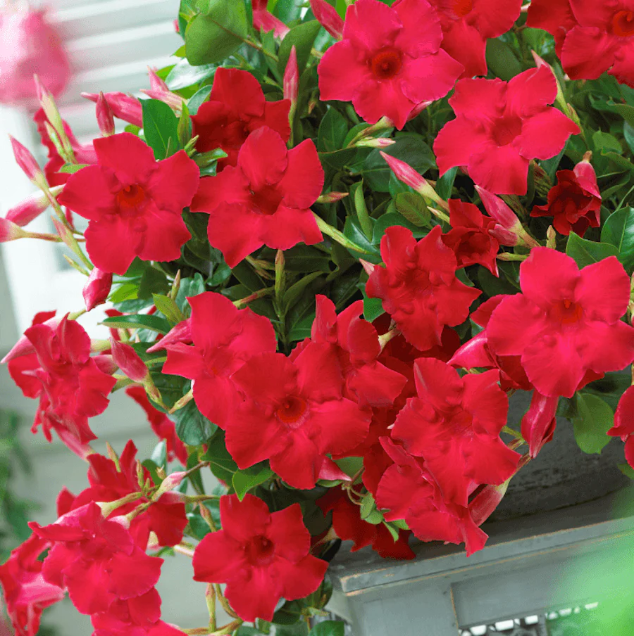 Mandevilla Sundaville ® Velvet Red – Dipladenia rosie (flori parfumate)