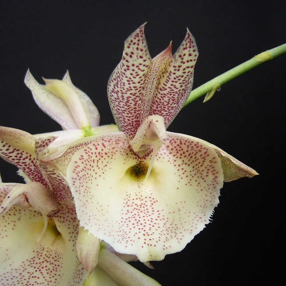 Catasetum pileatum 'Red Pena’ HCC/AOS – flori parfumate