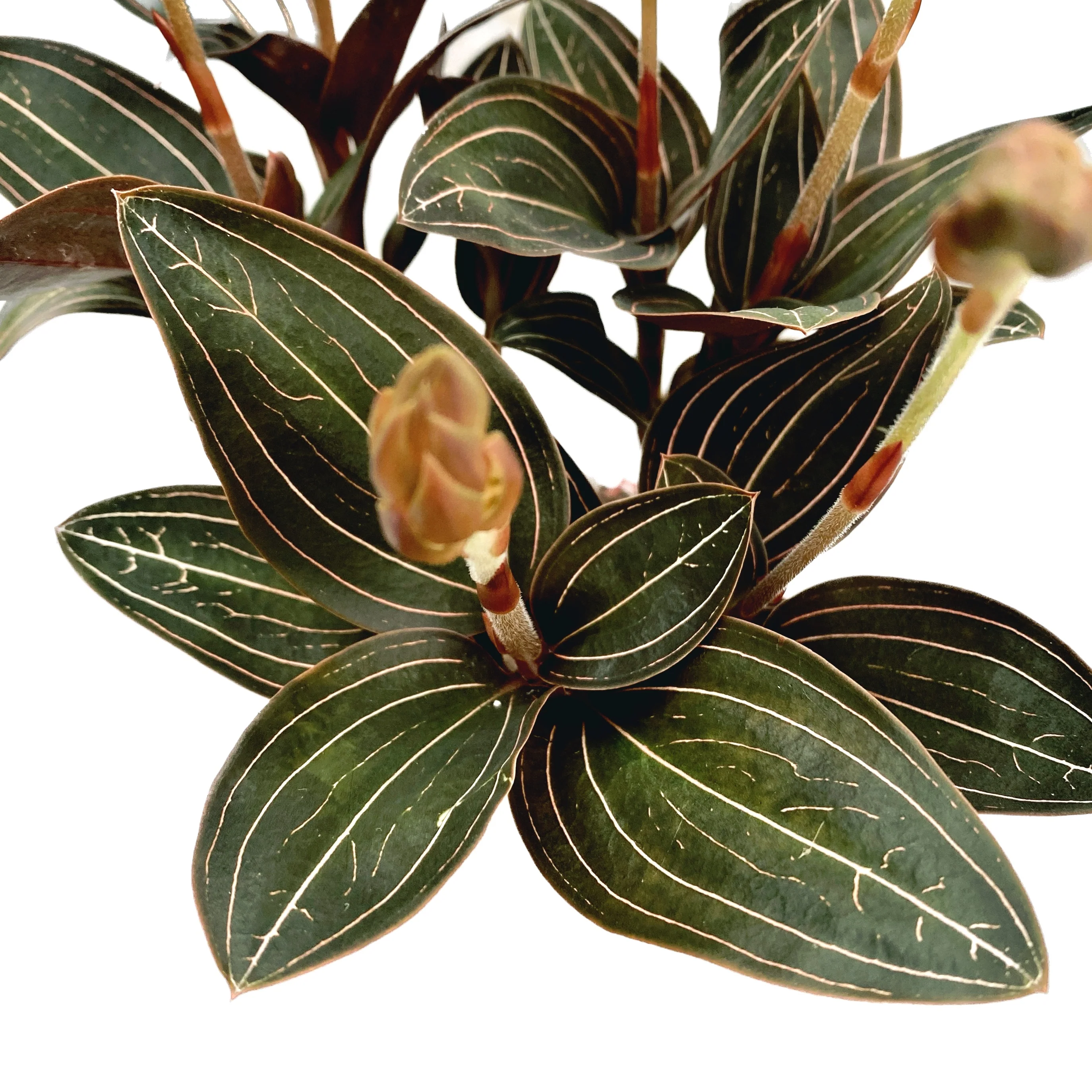 Ludisia discolor (orhideea bijuterie) D9