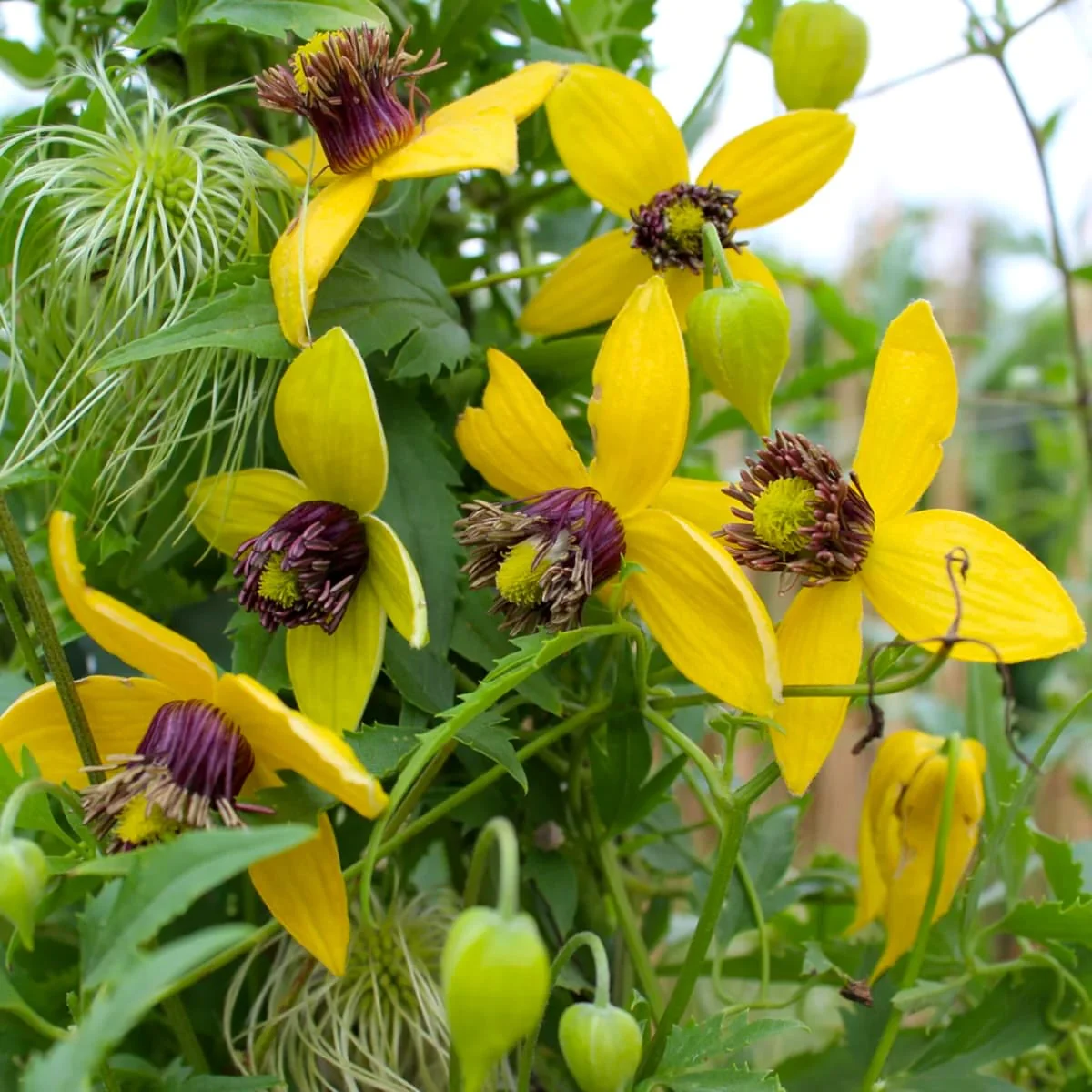 Clematis tangutica 'Golden Harvest’ – Regina plantelor cataratoare