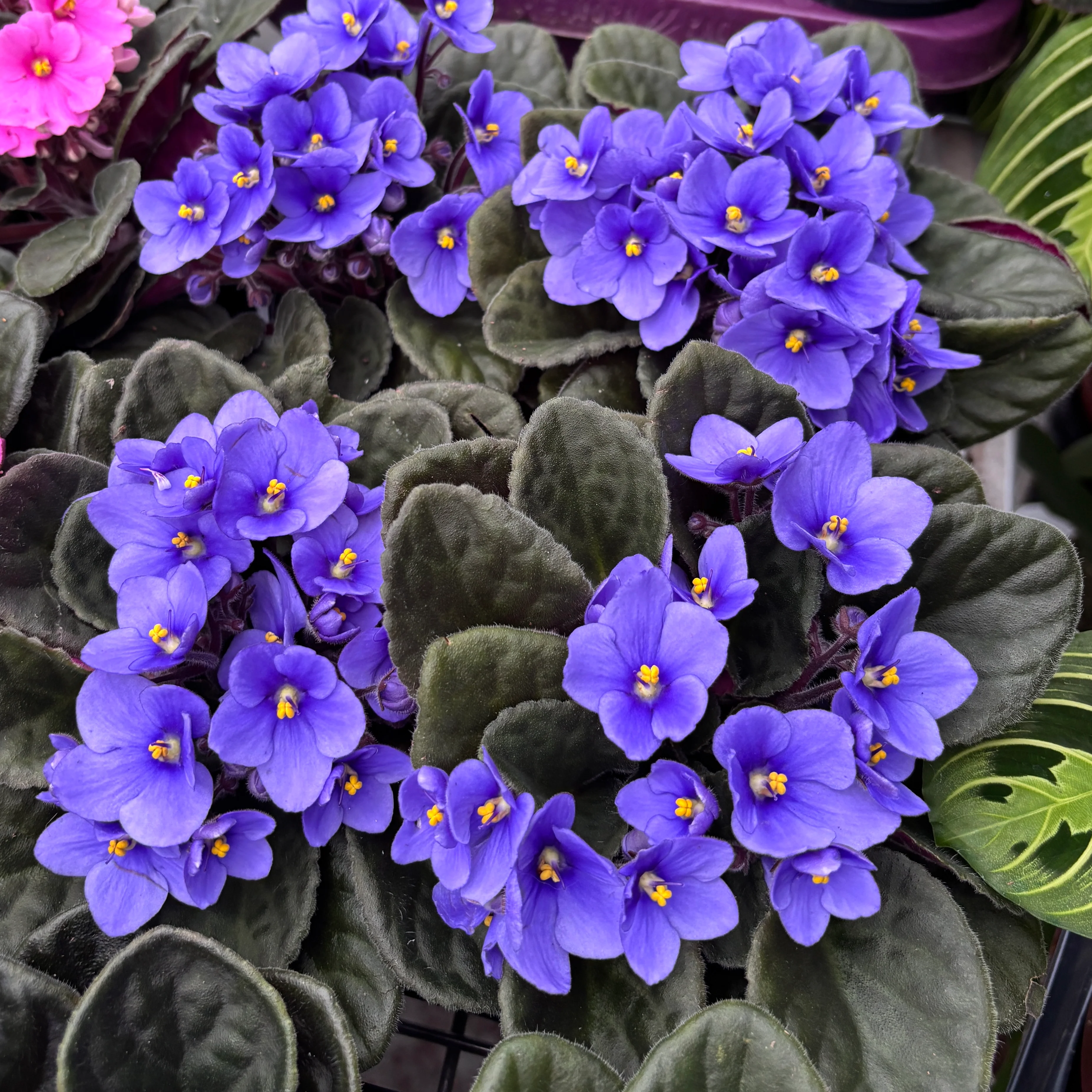 Saintpaulia Toronto – violete albastre