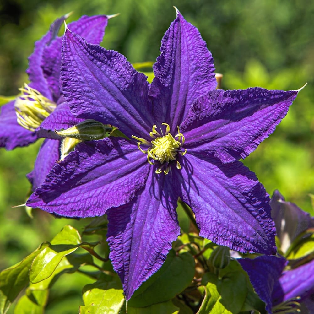 Clematis 'Rhapsody’