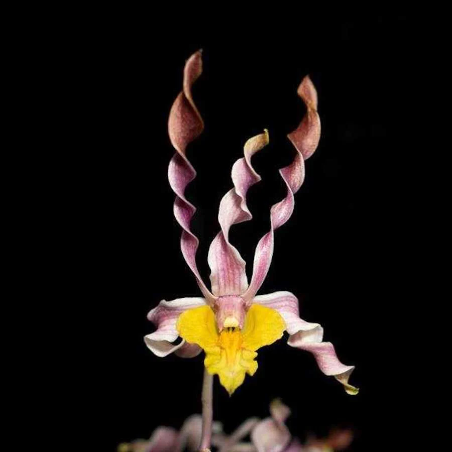 Dendrobium Burana Twist 'Hs’
