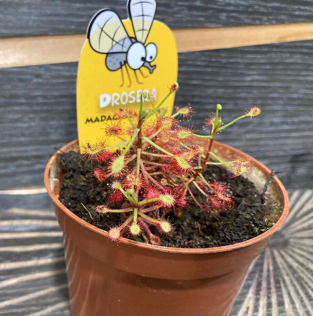 Drosera Madagascariensis – Roua cerului