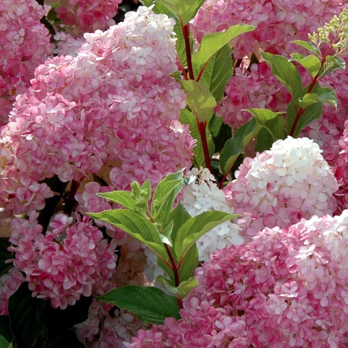 Hortensie arbustiva – Hydrangea paniculata 'Vanille-Fraise’