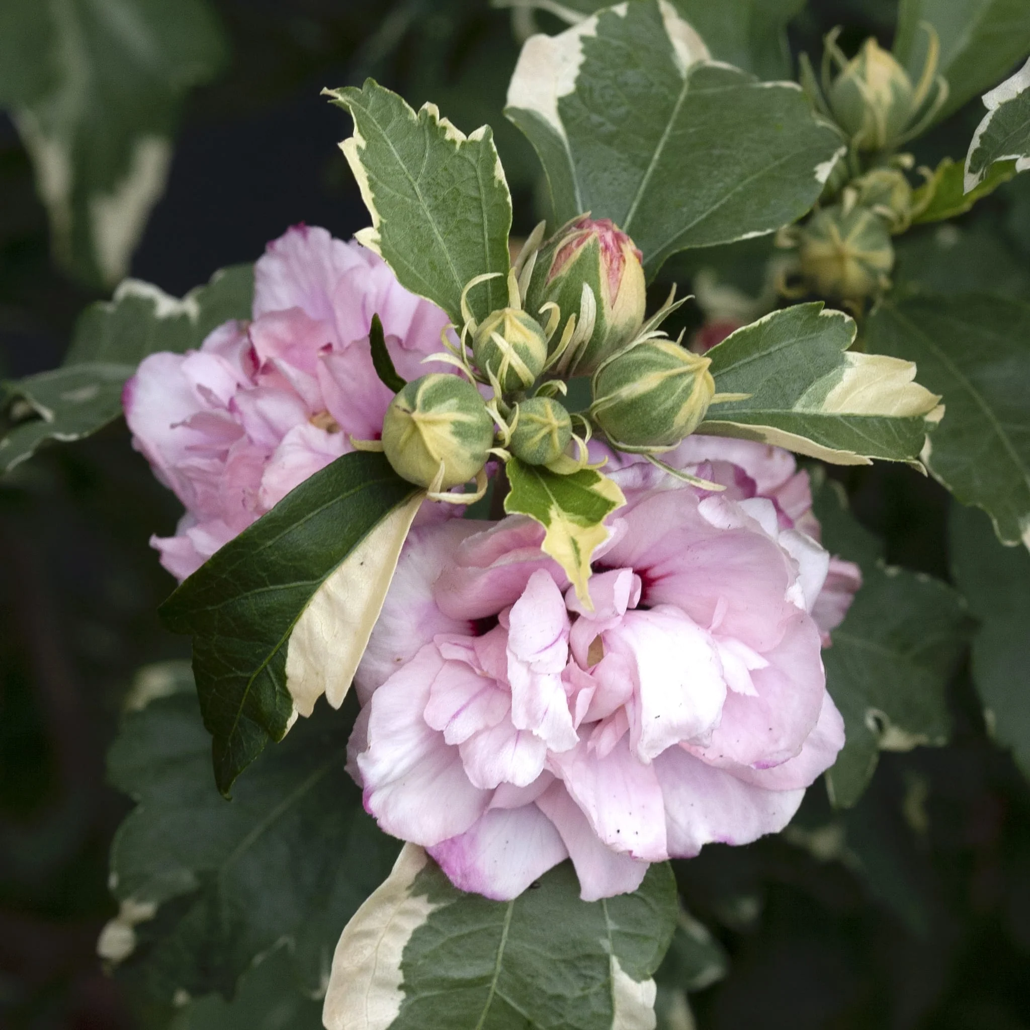 Hibiscus syriacus 'Sugar Tip’ – de gradina, floarea dubla, frunze variegate