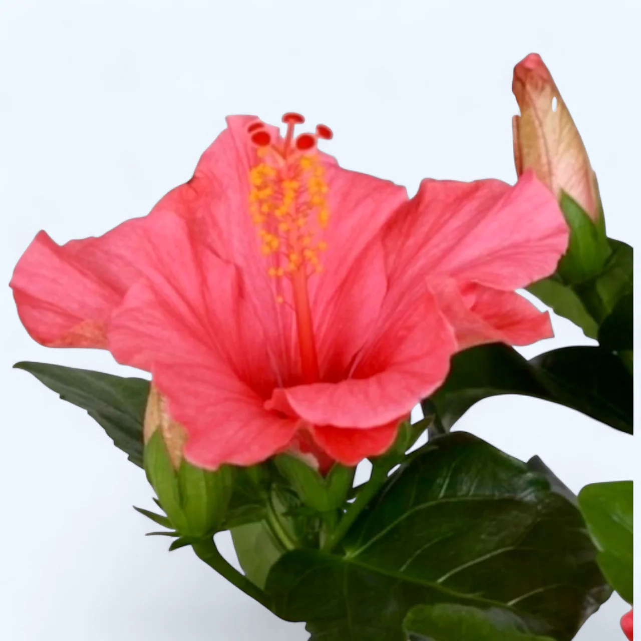 Hibiscus Fiori Grande Cancun – Trandafir japonez roz cu floarea mare