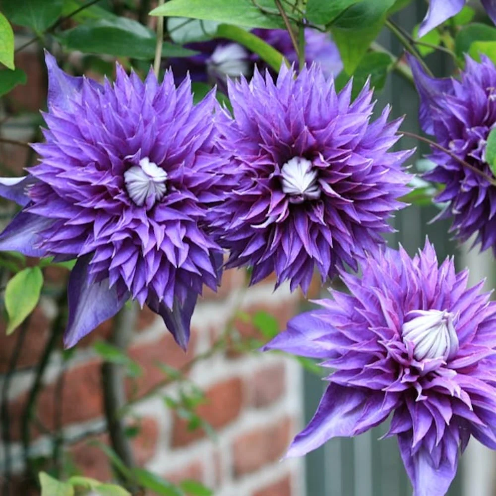Clematis 'Multi Blue’ – Clematite cu flori mari, duble si infloriri repetate