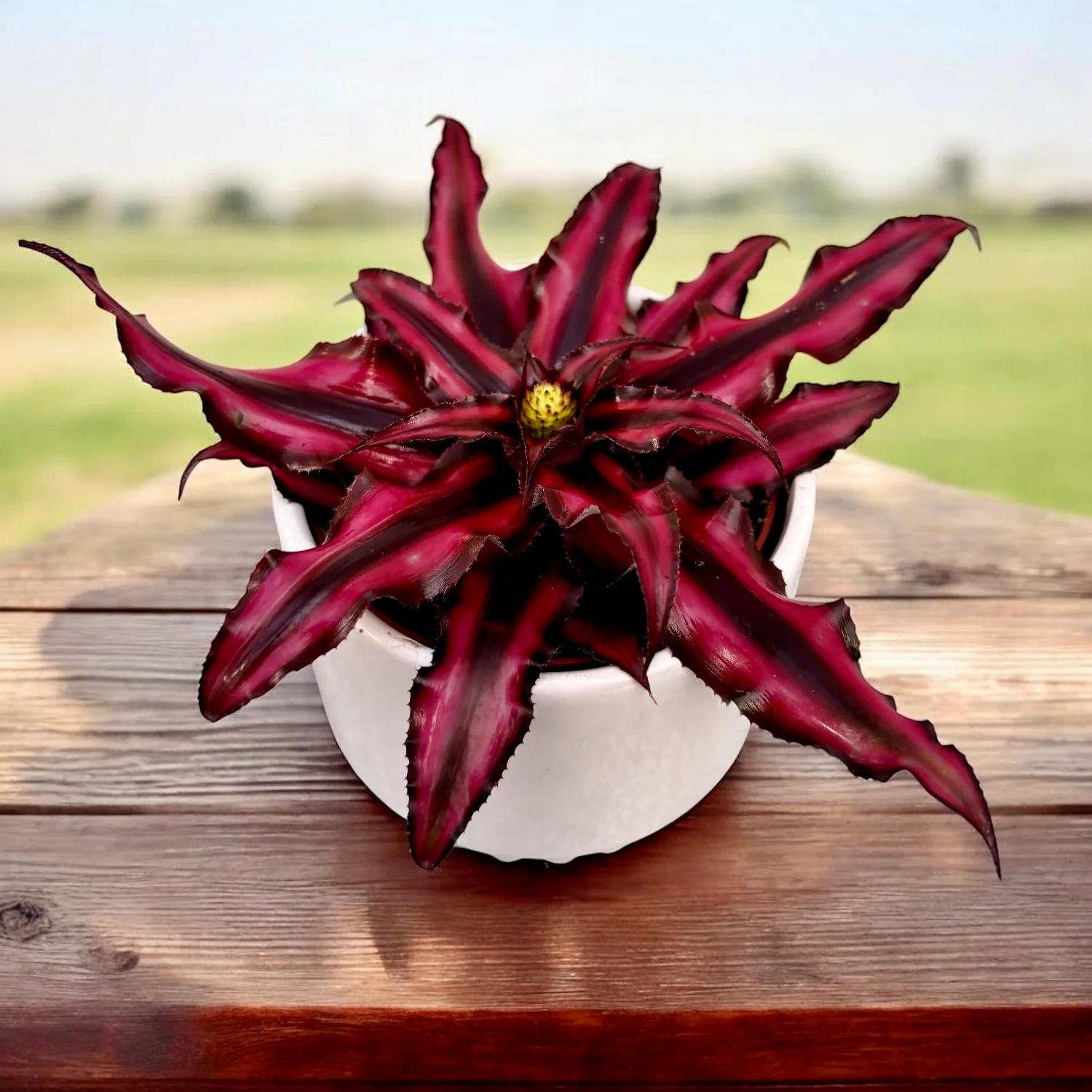 Cryptanthus ‘Red Star’ (Earth Star) – steaua tropicala cu frunzis rosu-bordo
