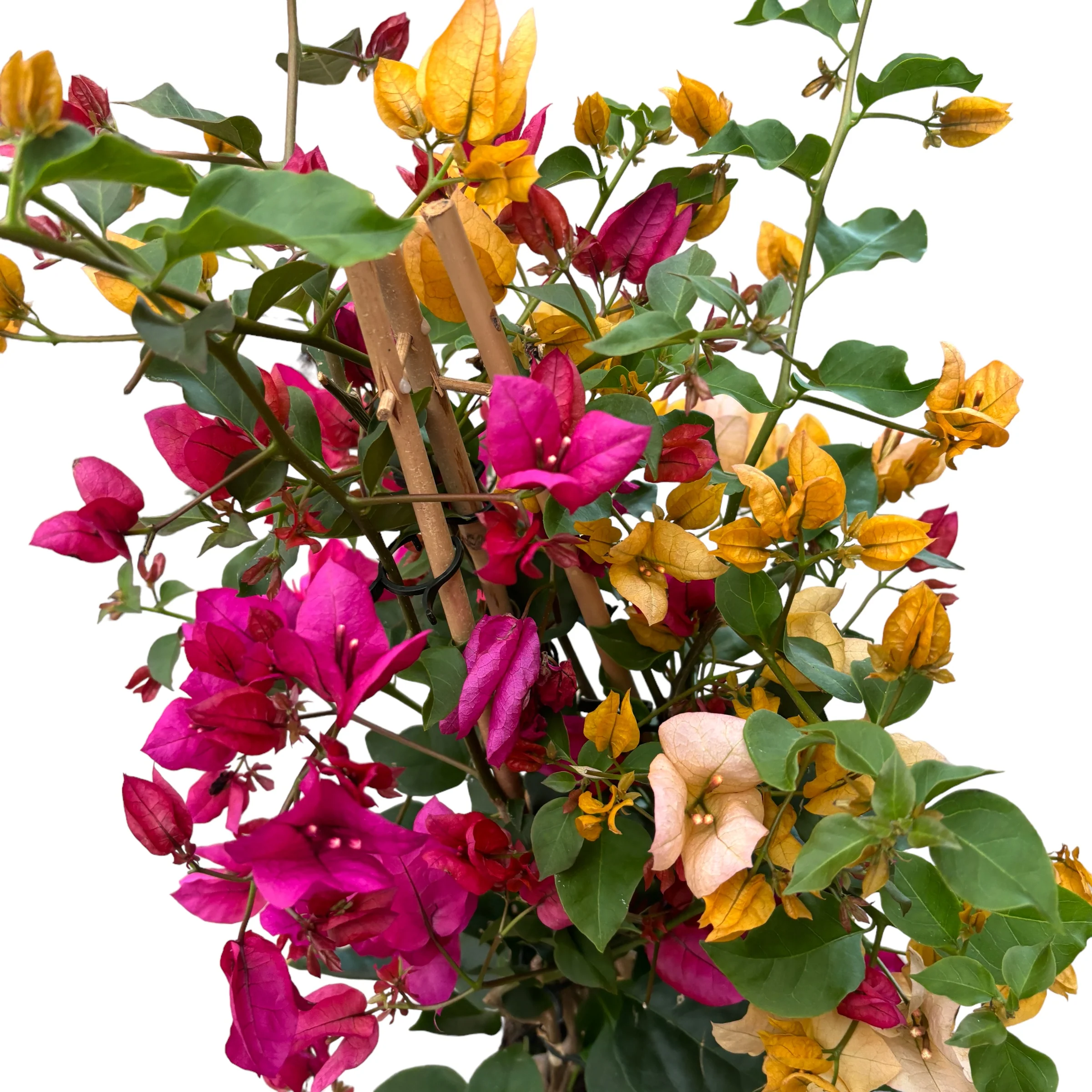 Bougainvillea – floarea de hartie (2 culori/ghiveci)