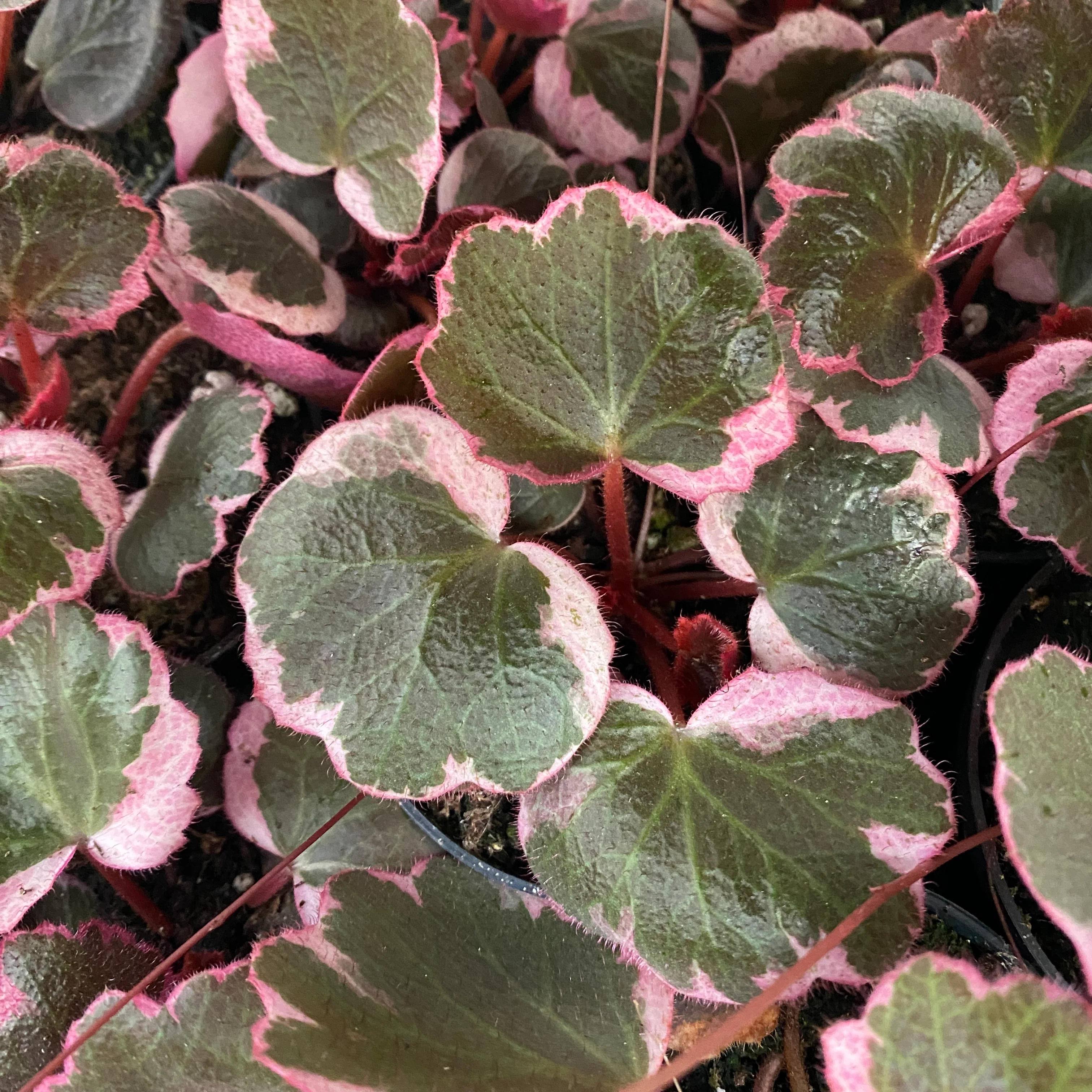 Saxifraga stolonifera ‘Tricolor’ – planta cu frunzis tricolor spectaculos (babyplant)