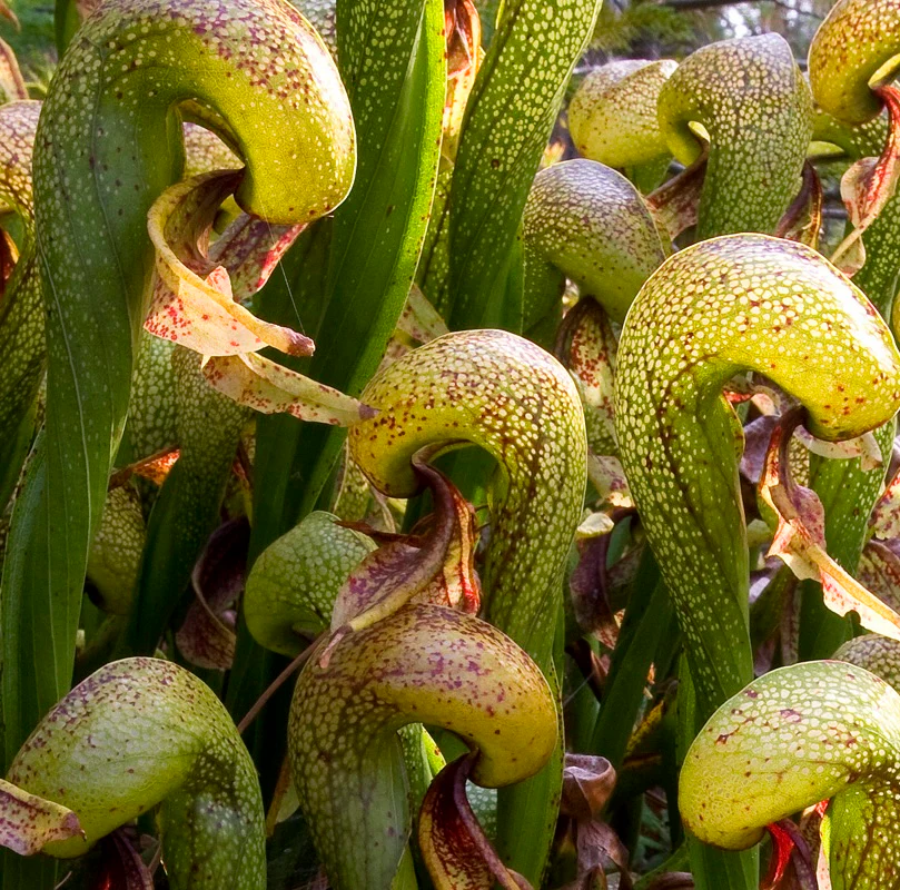 Darlingtonia californica – planta carnivora