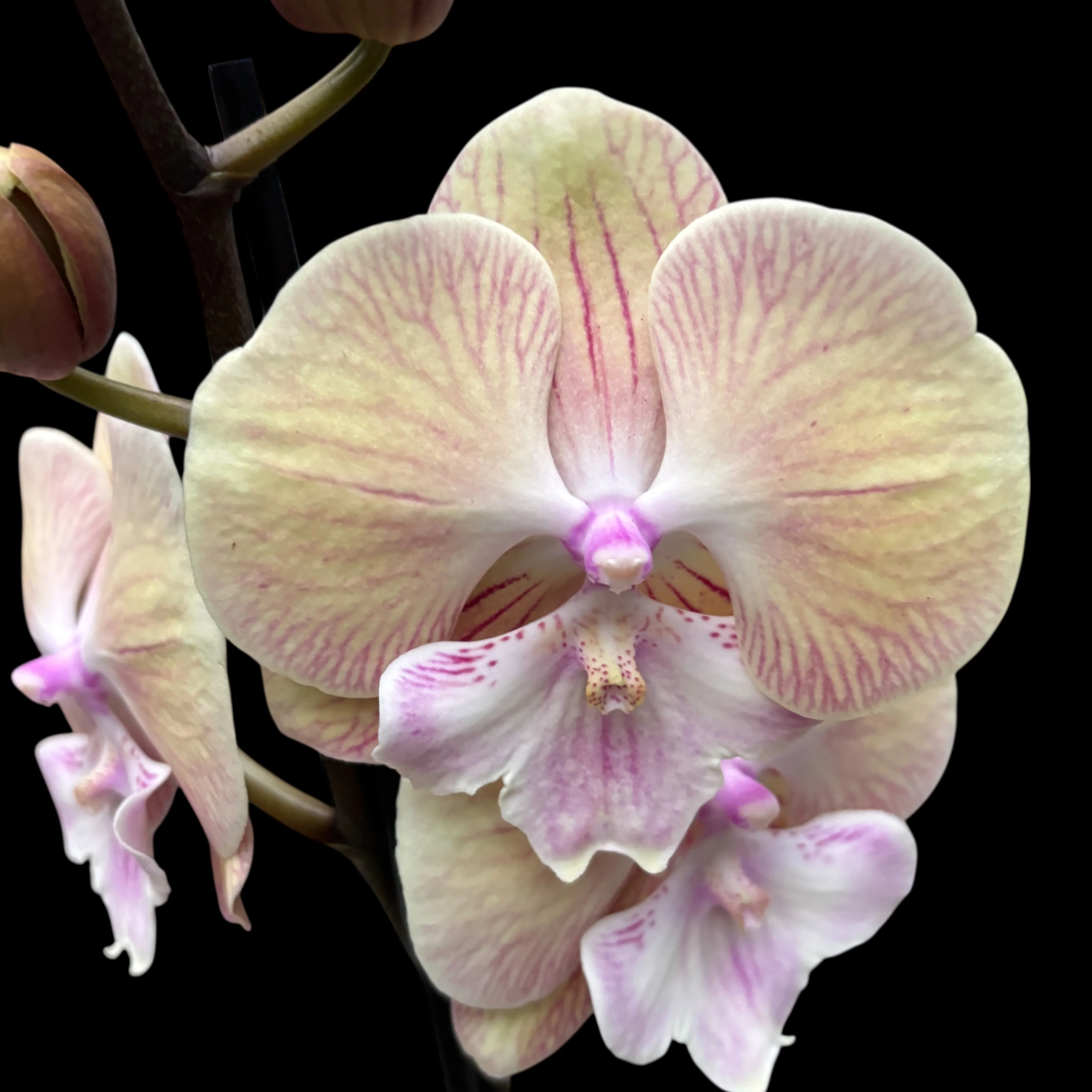 Phalaenopsis 'Echoes’ big lip