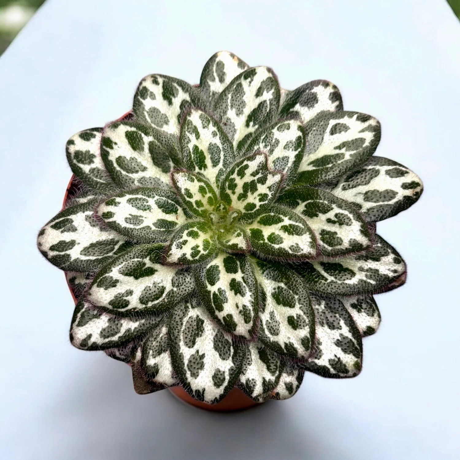 Primulina sinovietnamica – planta de colectie cu frunzis catifelat si inflorire delicata