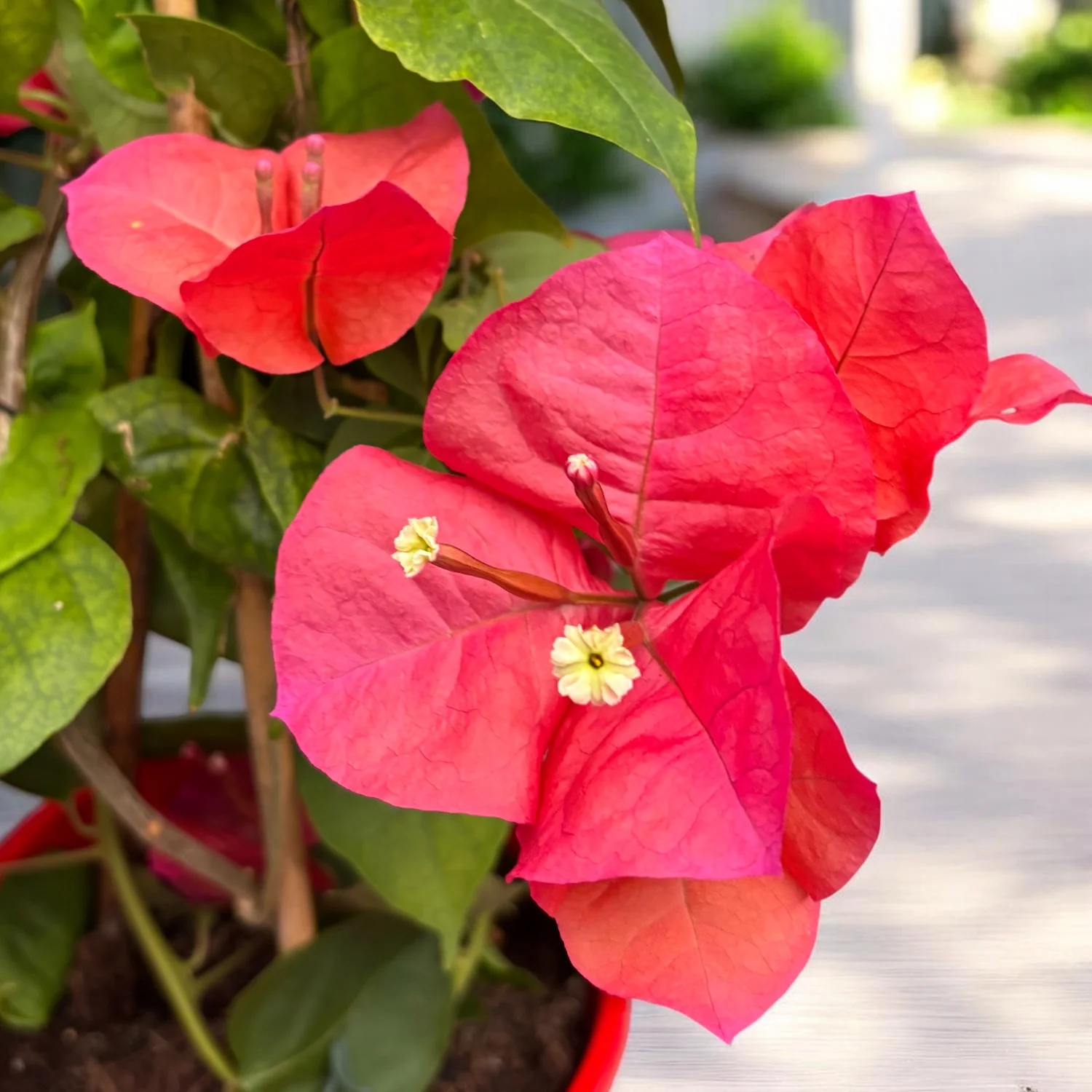 Bougainvillea 'Dania Red’ (rosu-ciclam) – Floarea de hartie D17