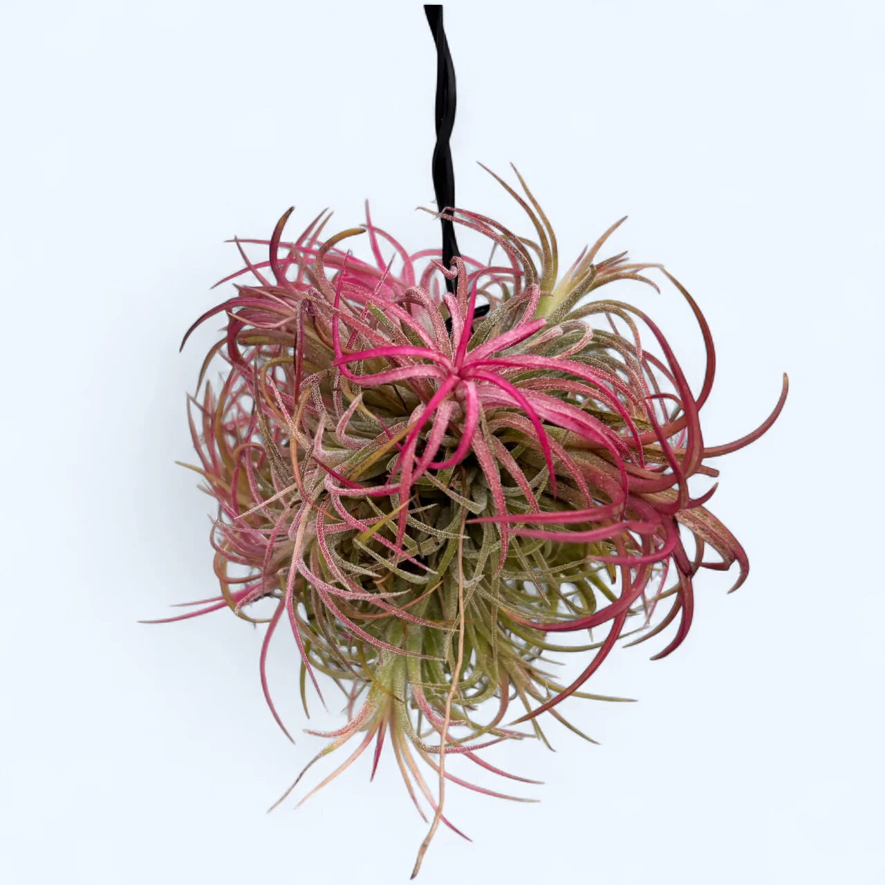 Tillandsia Ionantha Rubra clump