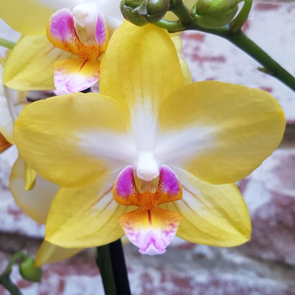 Phalaenopsis Yen Shuai Sweet Girl 'Shiny Girl’