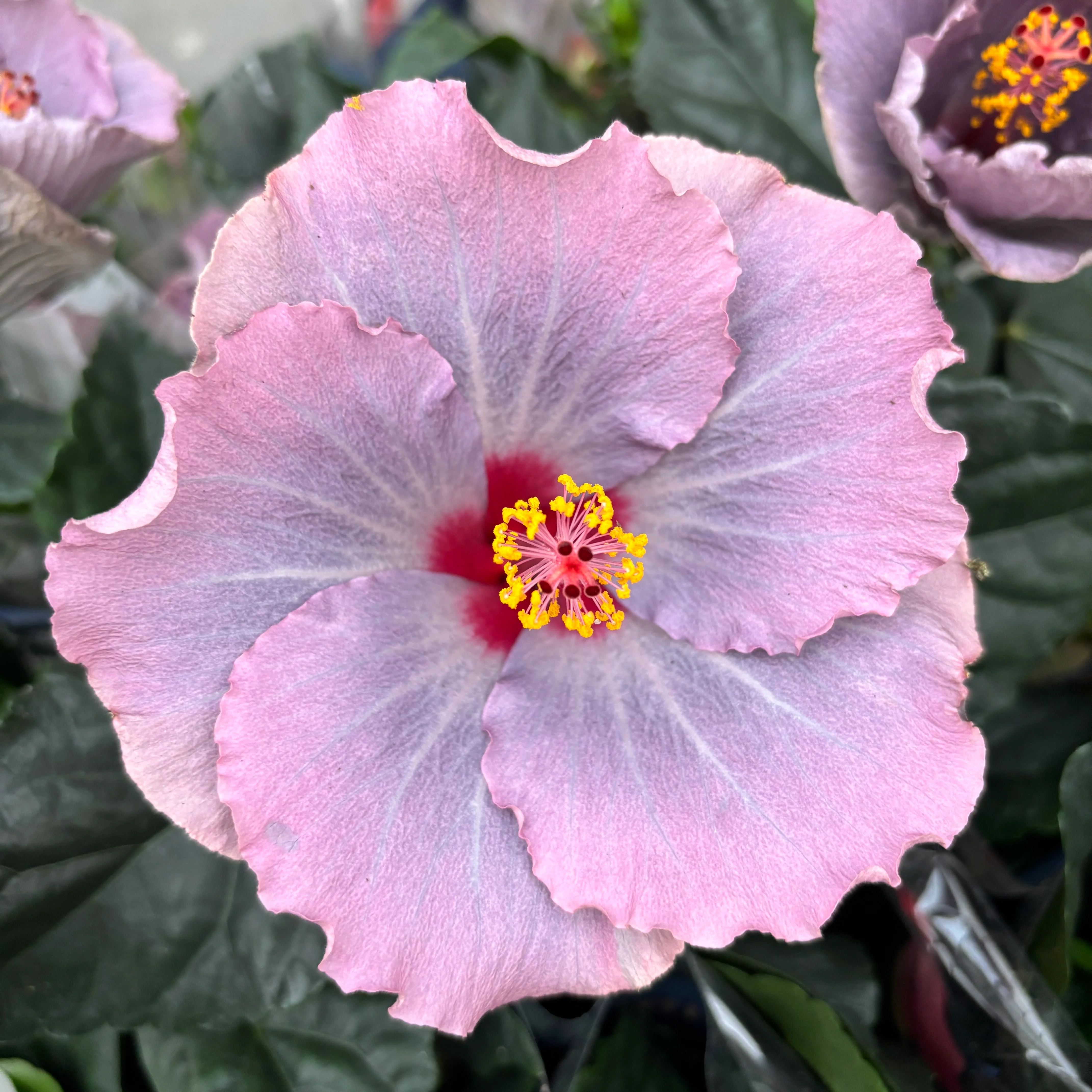 Hibiscus Long Life 'Cato Purple’ (2 plante/ghiveci)