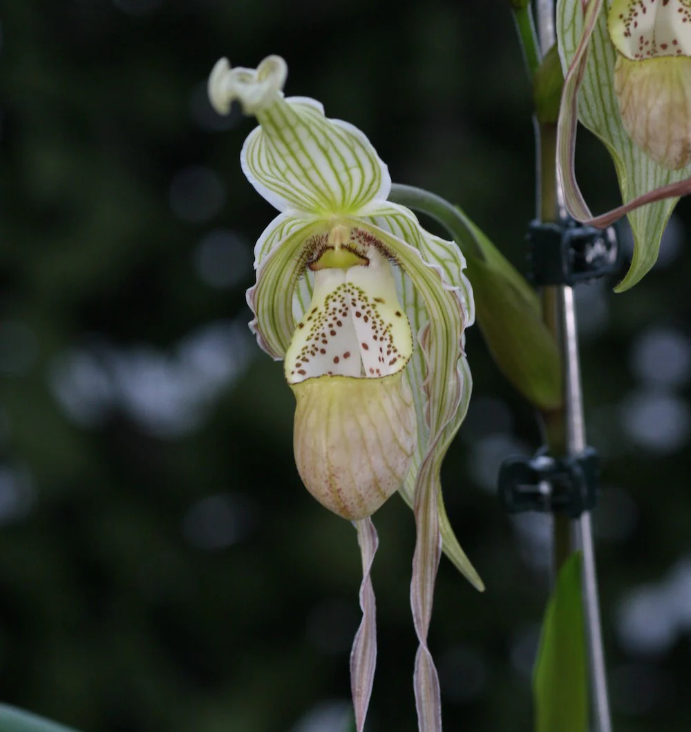 Orhidee Phragmipedium Pearcei x Wallisii