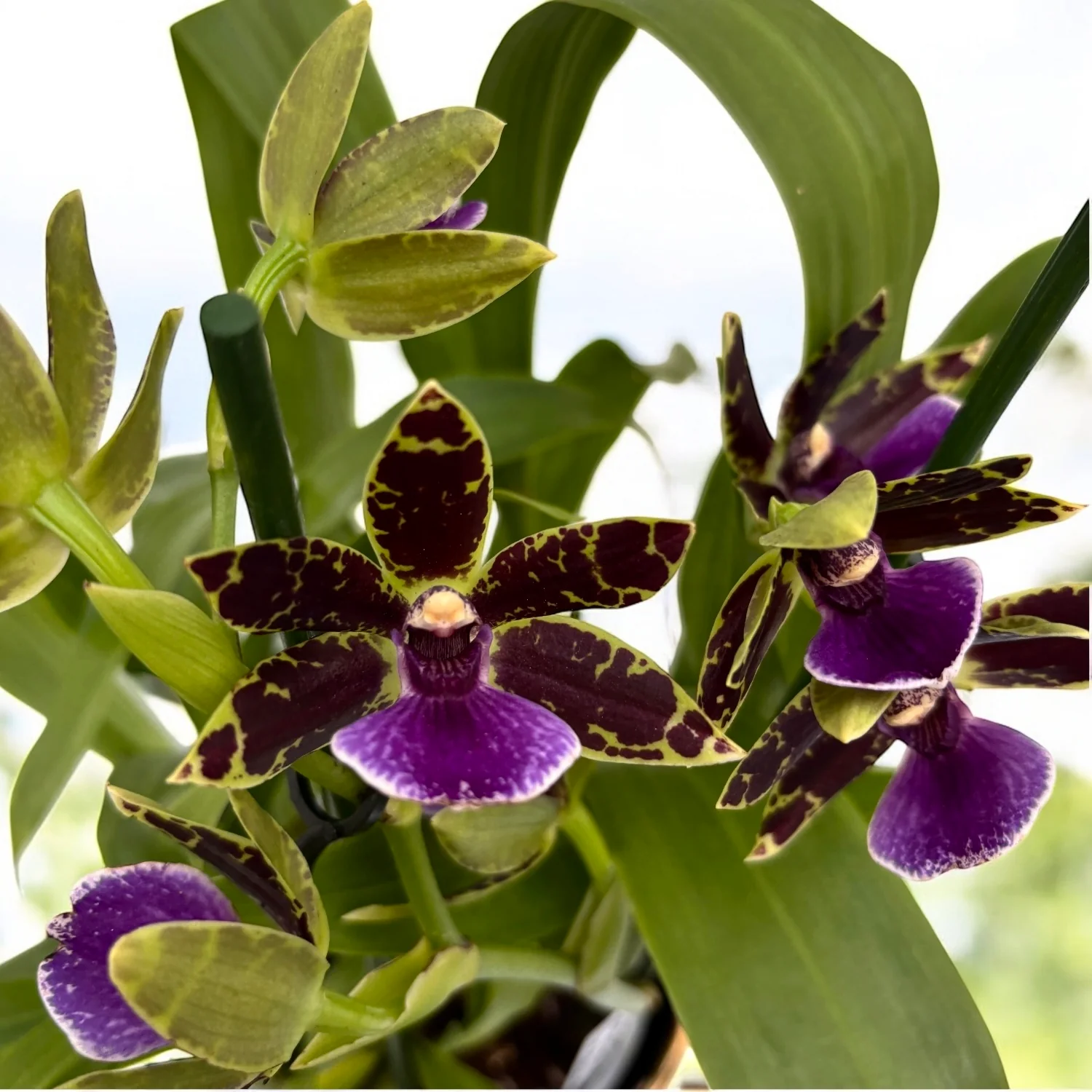 Zygopetalum hybrid #01 – parfumat